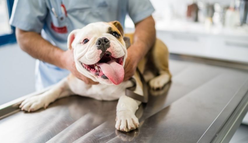 A bulldog is being examined by a veterinarian.