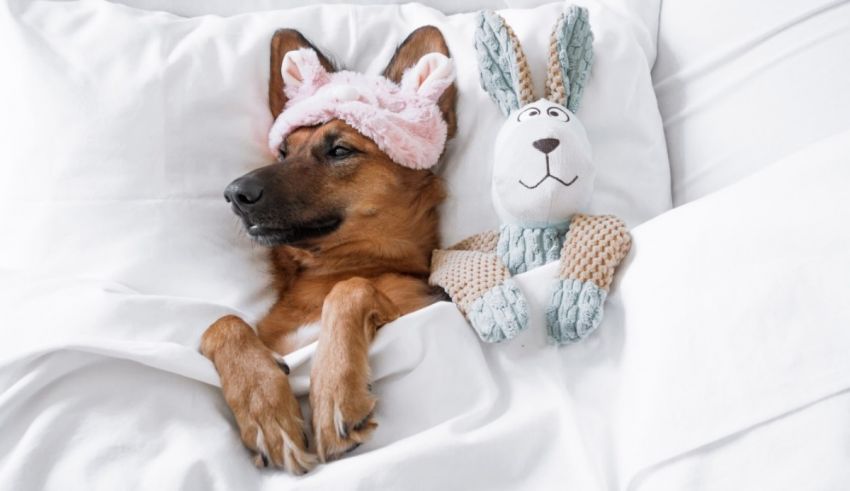 A dog laying in bed with a bunny stuffed animal.