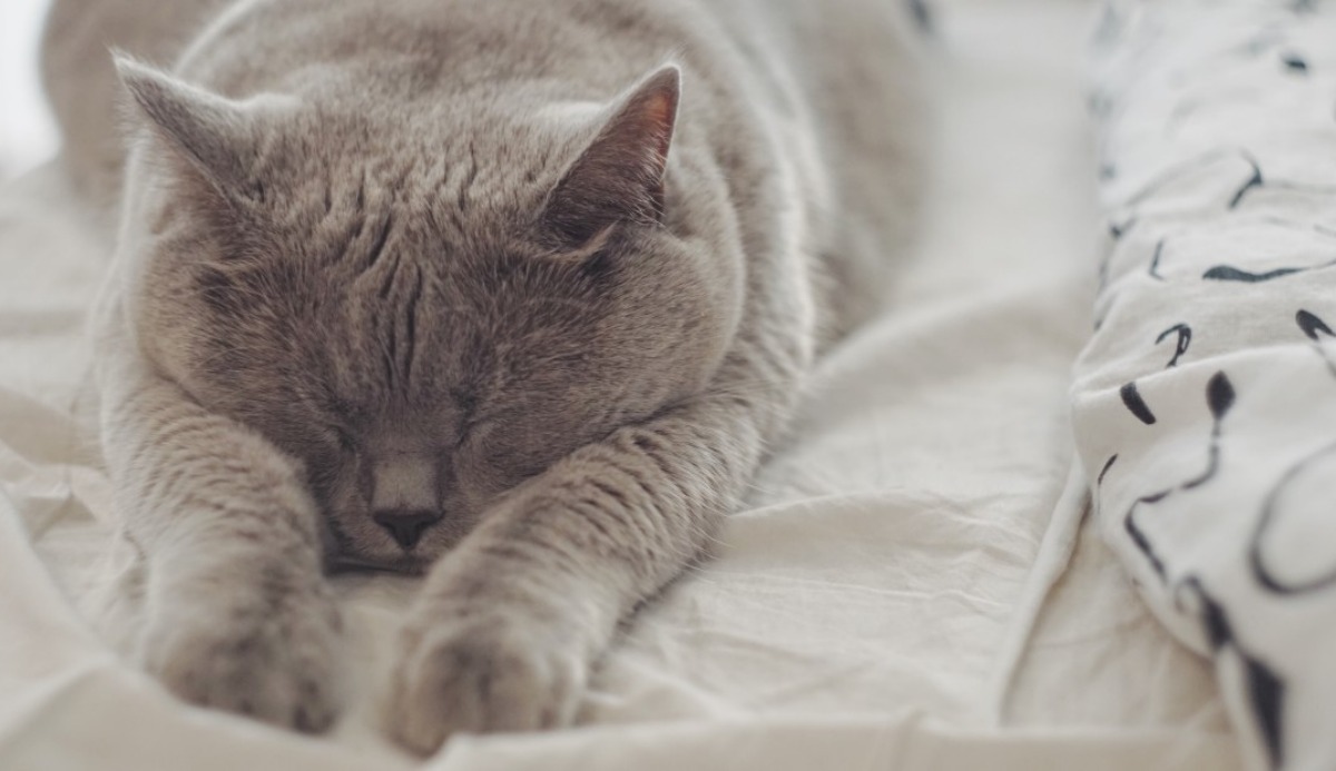Does My Cat Love Me? Find Out with This 100 Accurate Quiz