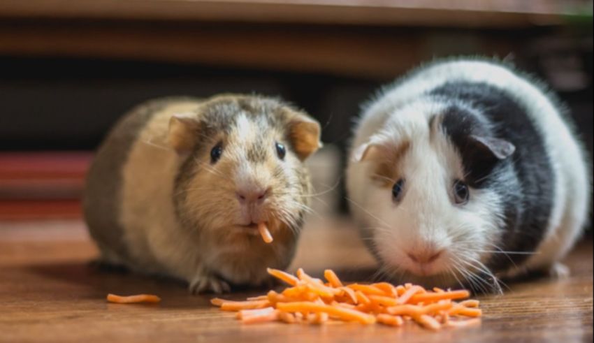 Two guinea pigs eating carrots.