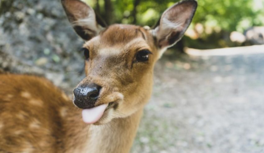 A deer with its tongue sticking out of its mouth.