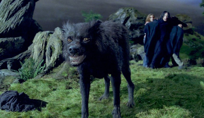 Harry potter and the goblet of fire harry potter and the goblet of fire harry potter and.