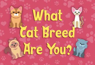 What Cat Breed Are You