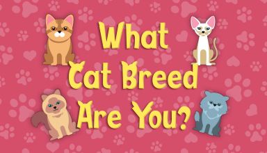 What Cat Breed Are You