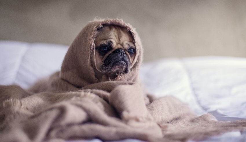 A pug dog wrapped in a blanket on a bed.
