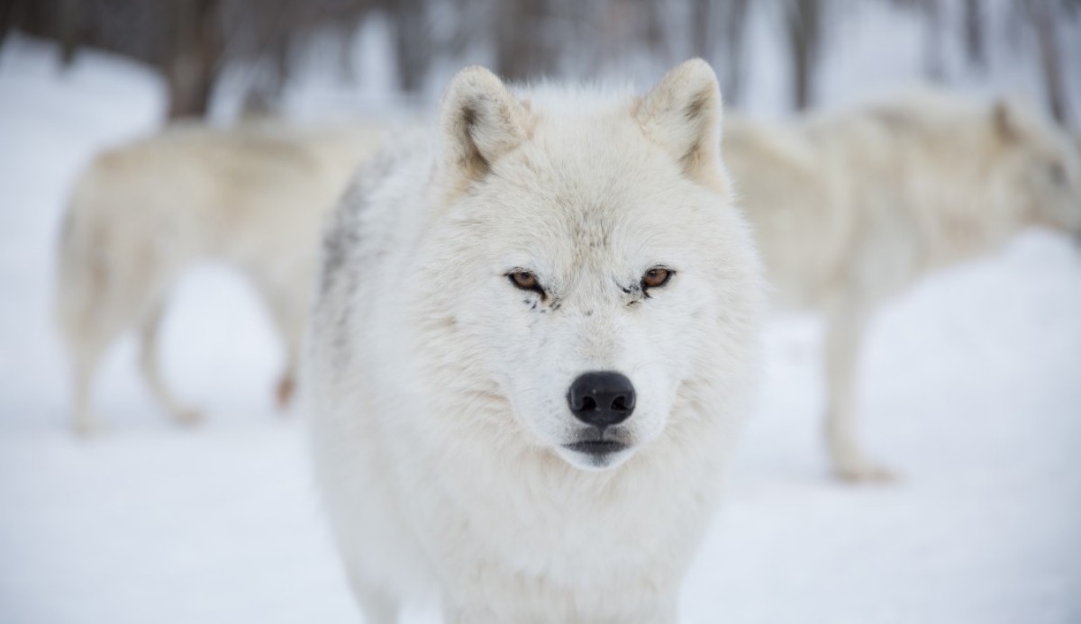 What animal am I quiz. 100% Accurate Personality Test What animal am I quiz. 100% Accurate Personality Test