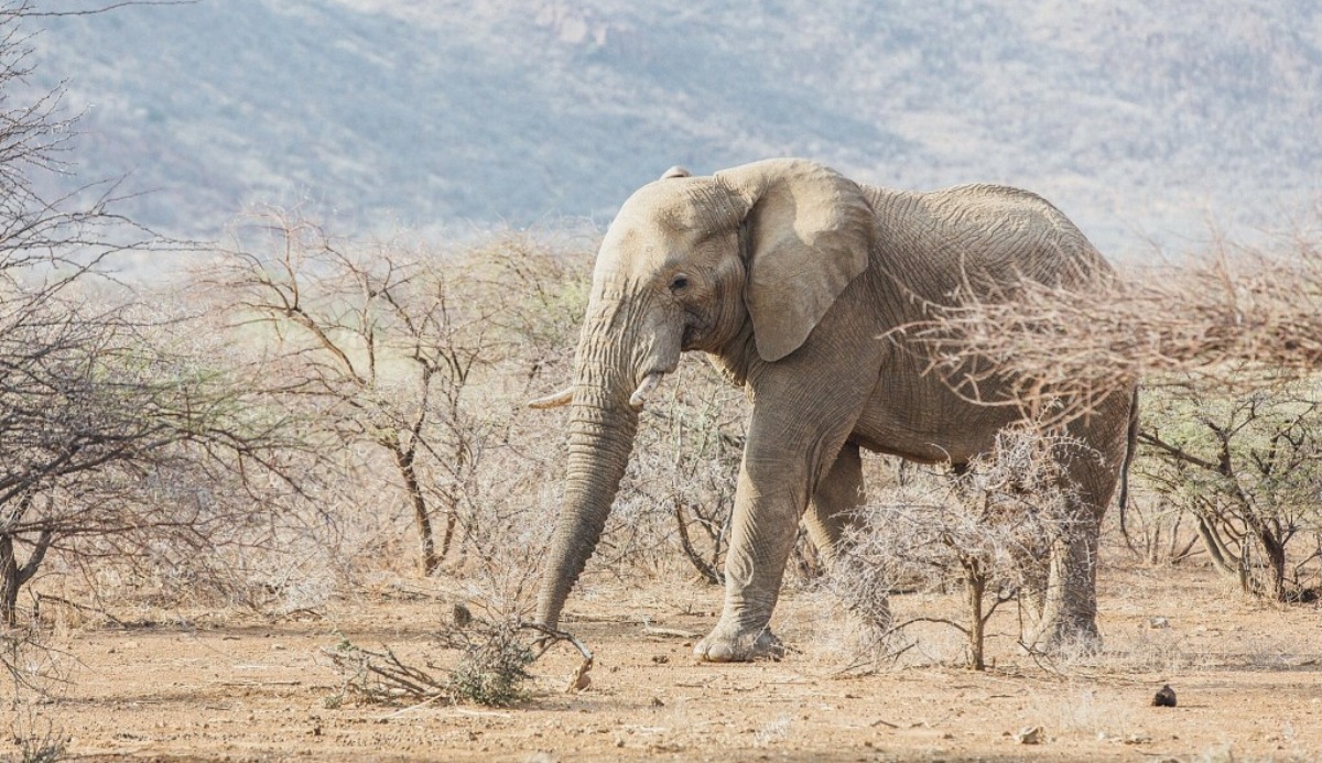 What animal am I quiz. 100% Accurate Personality Test What animal am I quiz. 100% Accurate Personality Test