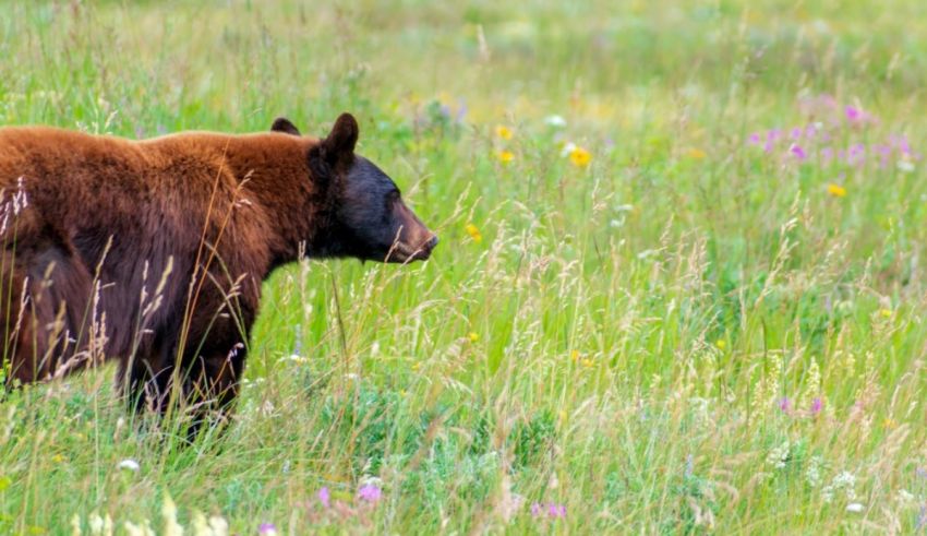 A black bear is walking through a field of wildflowers.