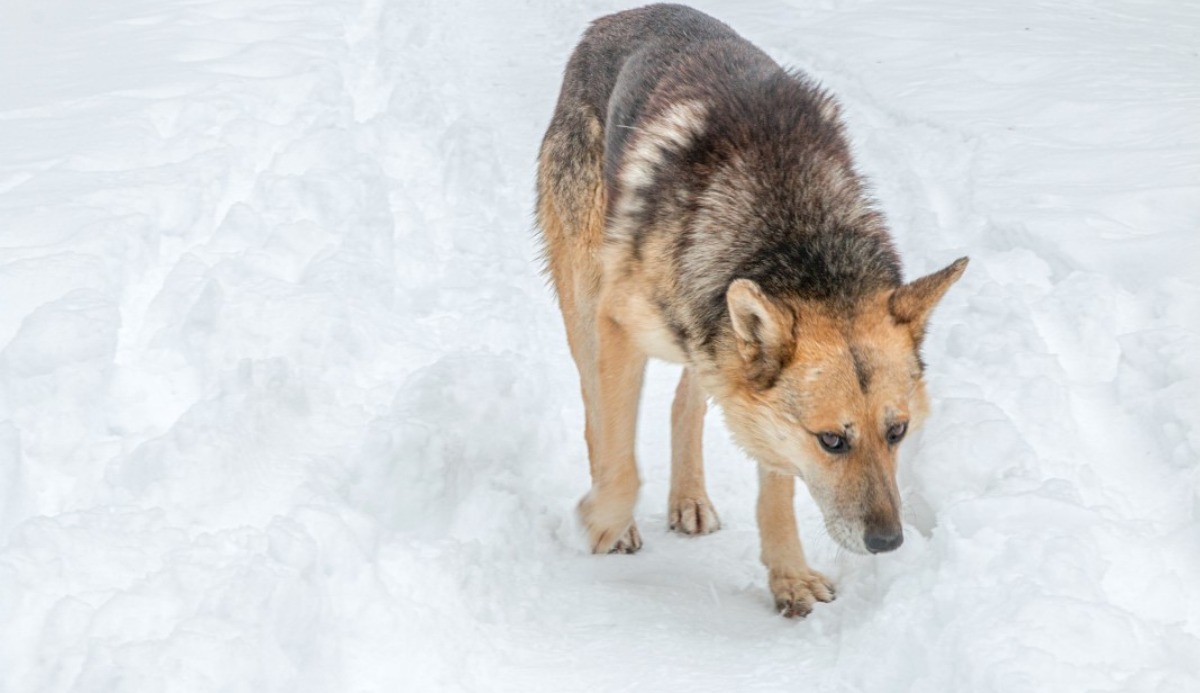 Quiz: Which Rank Are You In a Wolf Pack? 100% Accurate 11