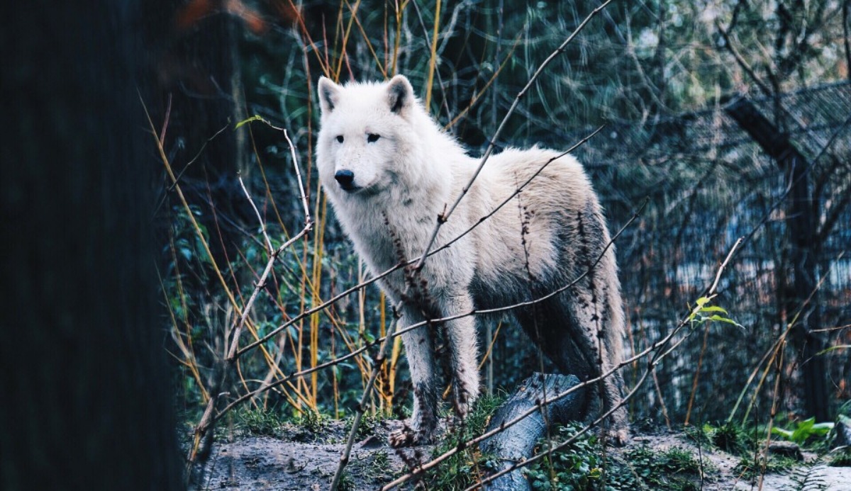 Quiz: Which Rank Are You In a Wolf Pack? 100% Accurate 14