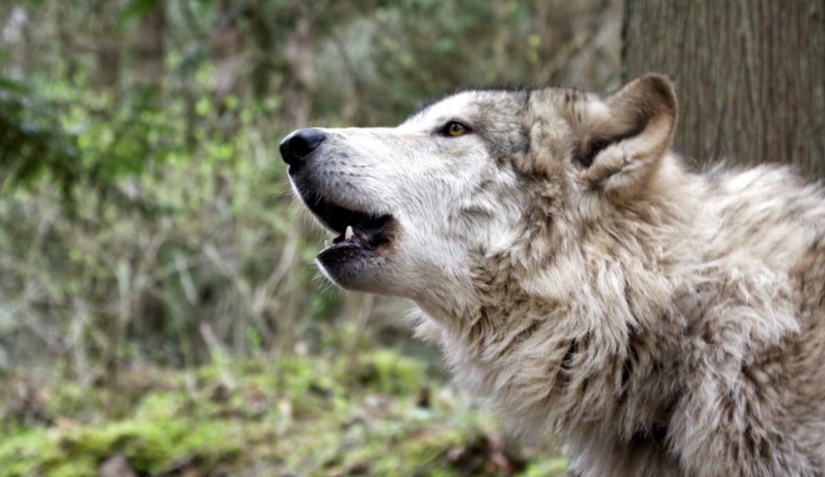 Quiz: Which Rank Are You In a Wolf Pack? 100% Accurate 3