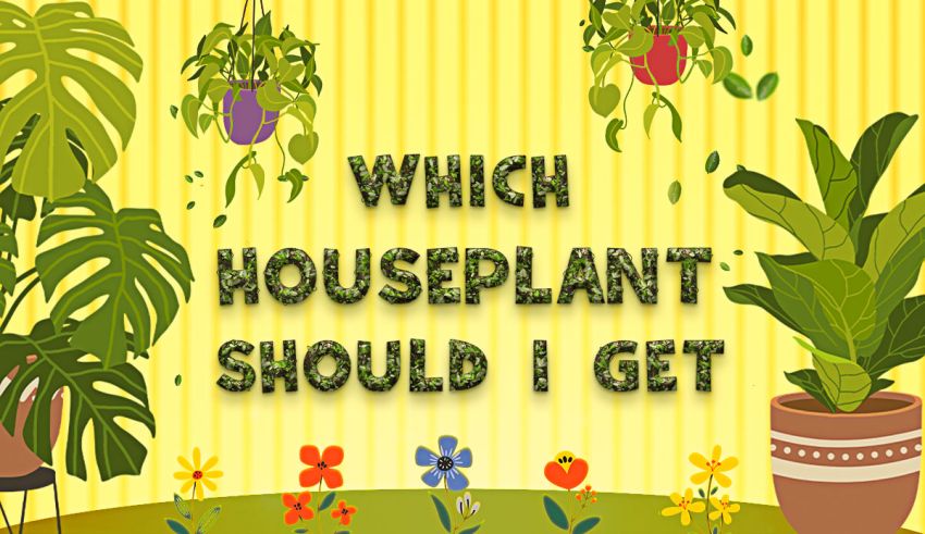 Which House Plant Should I Get