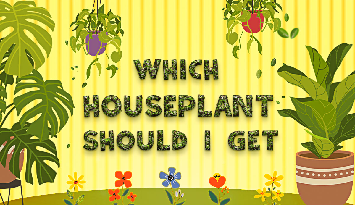 Quiz Which House Plant Should I Get? 2023 Trend Suggestions