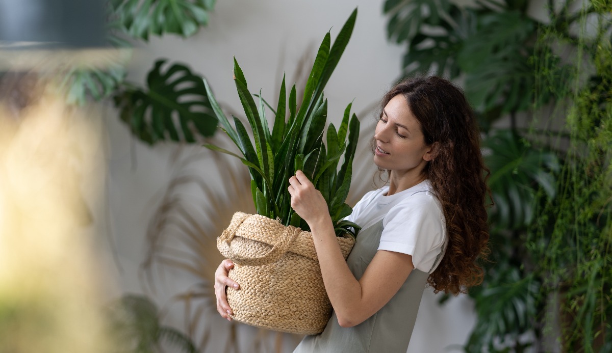 Quiz: Which House Plant Should I Get? 2023 Trend Suggestions 1