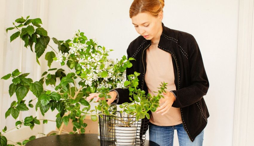 A woman is looking at a potted plant on a table.