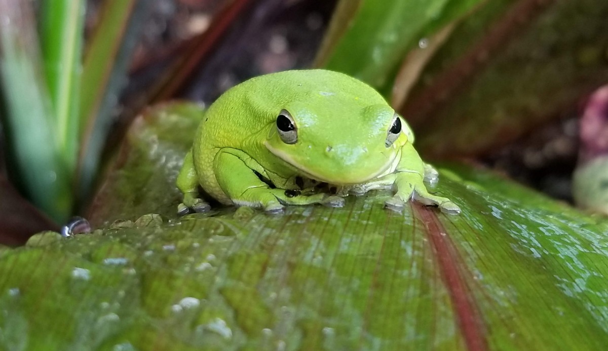 What Frog Are You? 100% Fun Quiz 8