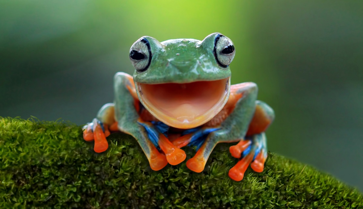 What Frog Are You? 100% Fun Quiz 1