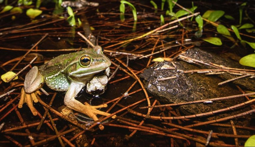 A green frog is sitting in the water.
