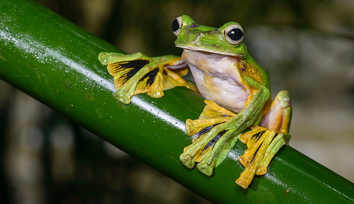 What Frog Are You? 100% Fun Quiz 5