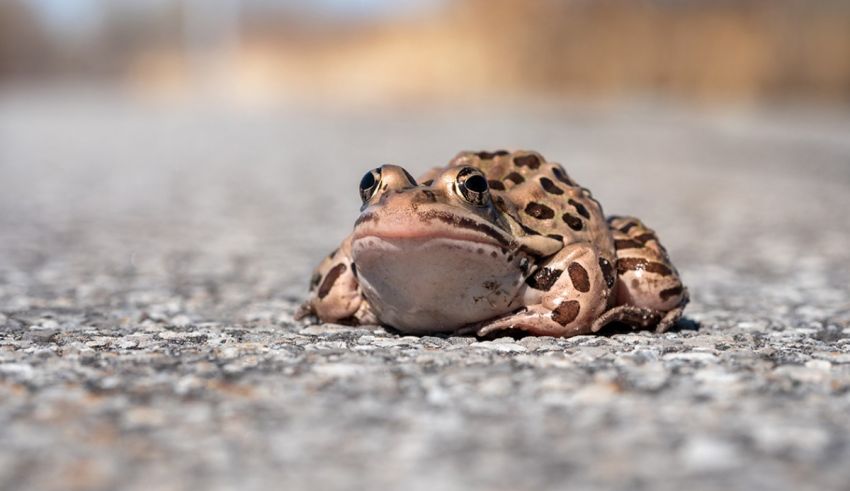 A small frog sitting on the road.