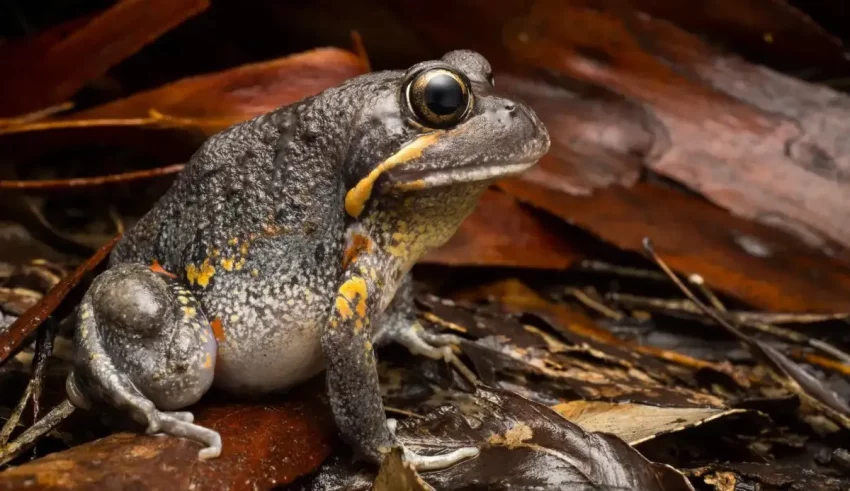 A frog sitting on leaves in the forest.