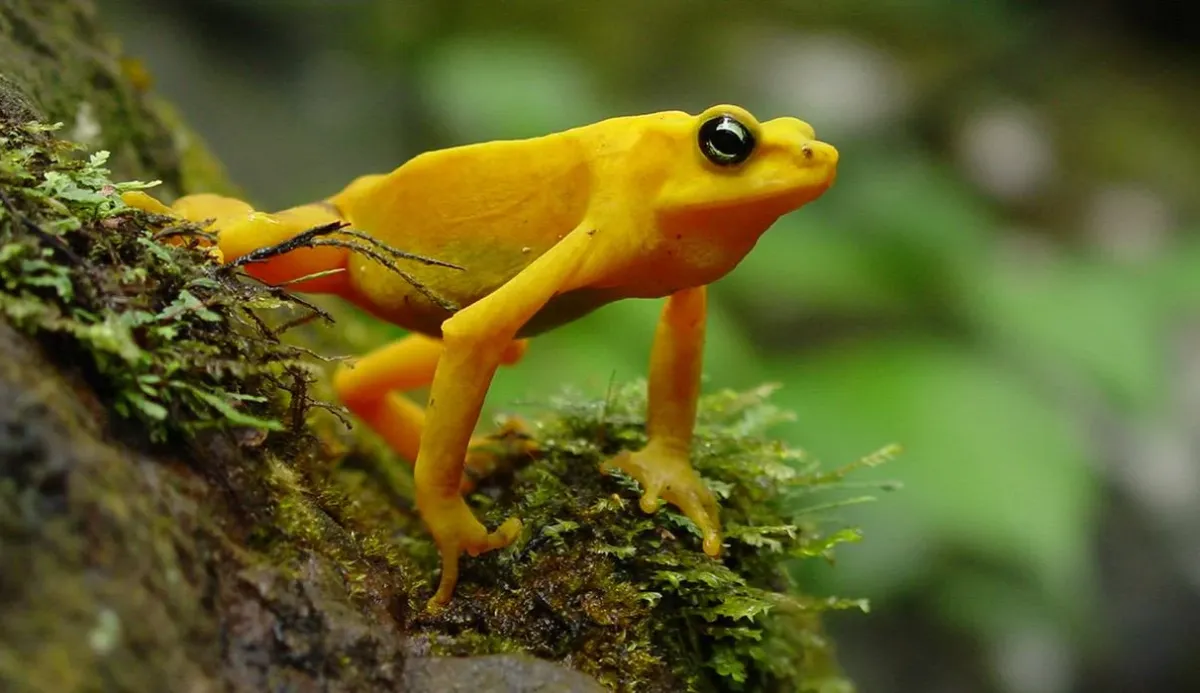 What Frog Are You? 100% Fun Quiz 9