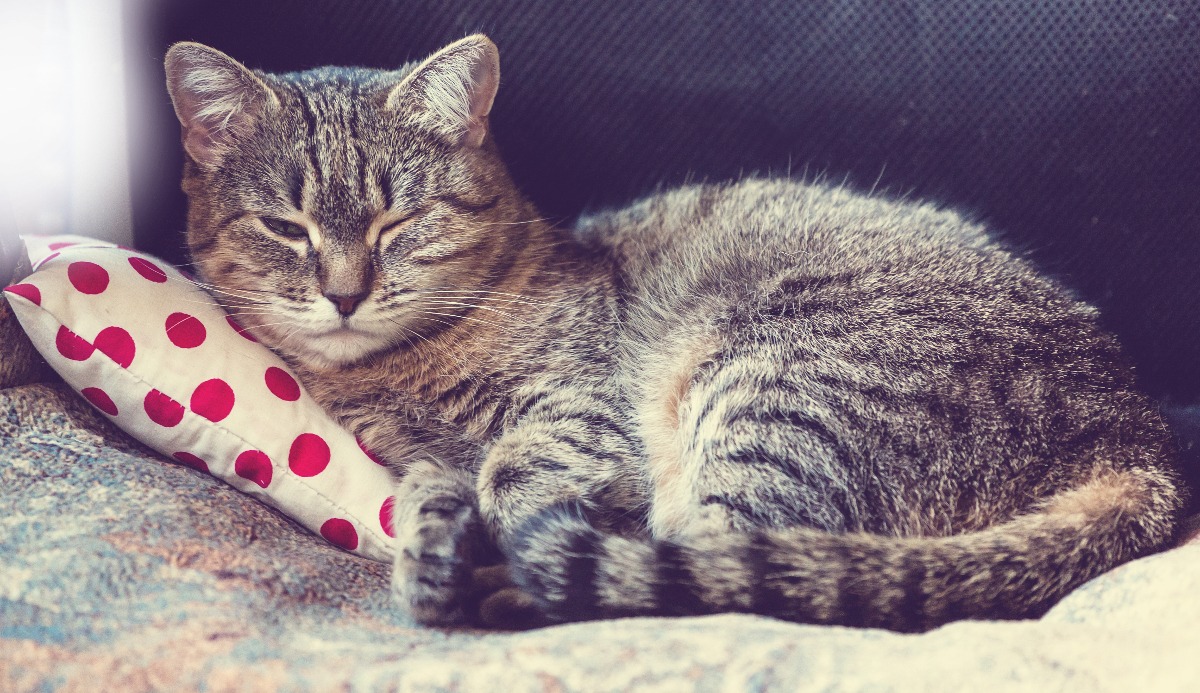 Cat Intelligence Quiz: How Smart Is Your Cat? (20 Signs) 11