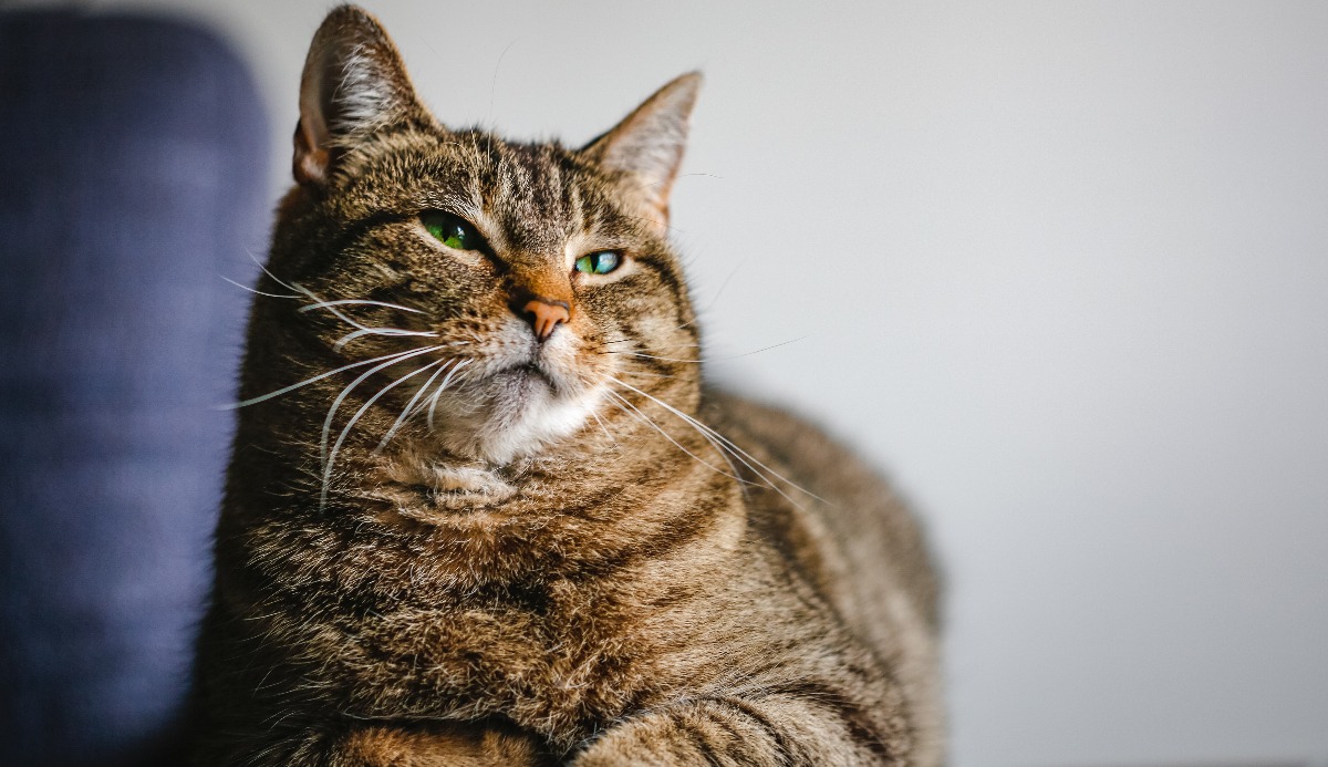 Cat Intelligence Quiz: How Smart Is Your Cat? (20 Signs) 16