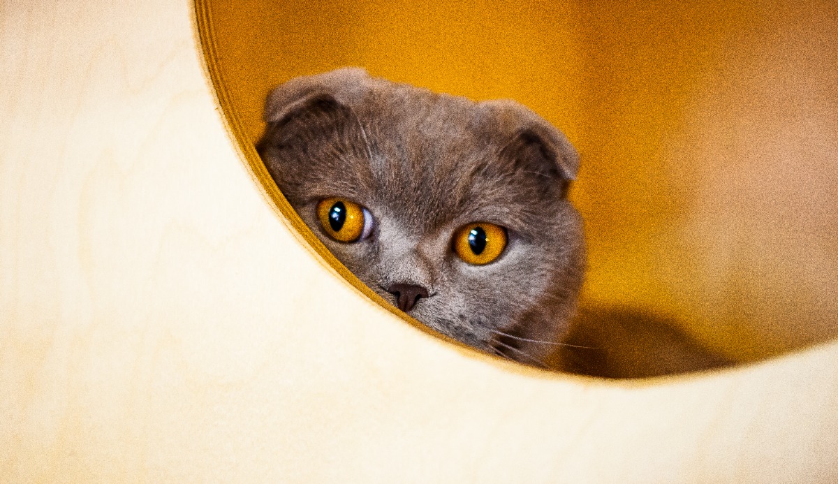 Cat Intelligence Quiz: How Smart Is Your Cat? (20 Signs) 15