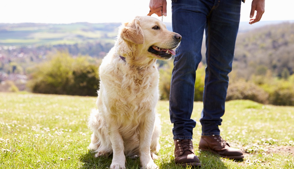 Quiz: Which Golden Ratio Dog Are You? 1 of 6 Matching 14