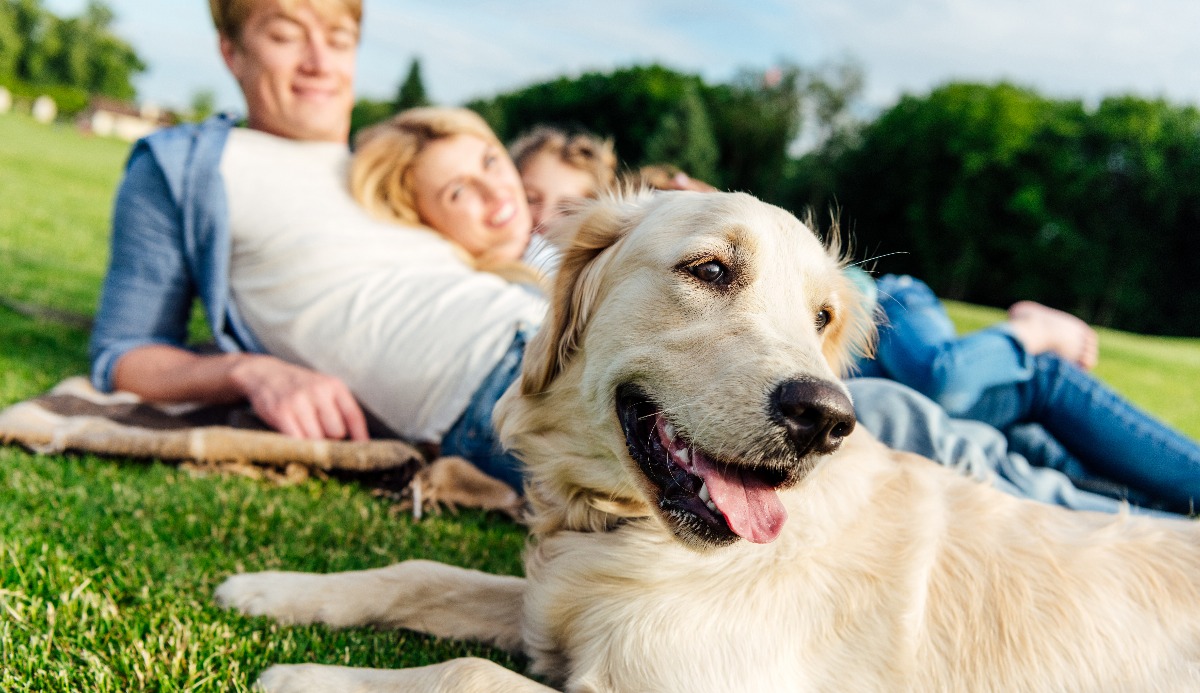 Quiz: Which Golden Ratio Dog Are You? 1 of 6 Matching 19