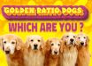 Which Golden Ratio Dog Are You