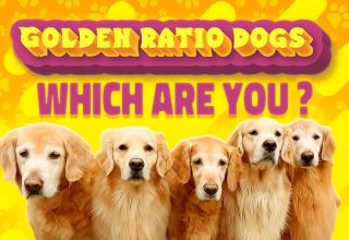 Which Golden Ratio Dog Are You