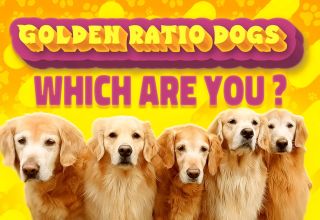 Which Golden Ratio Dog Are You