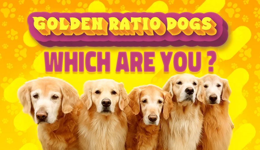 Quiz: Which Golden Ratio Dog Are You? 1 of 6 Matching