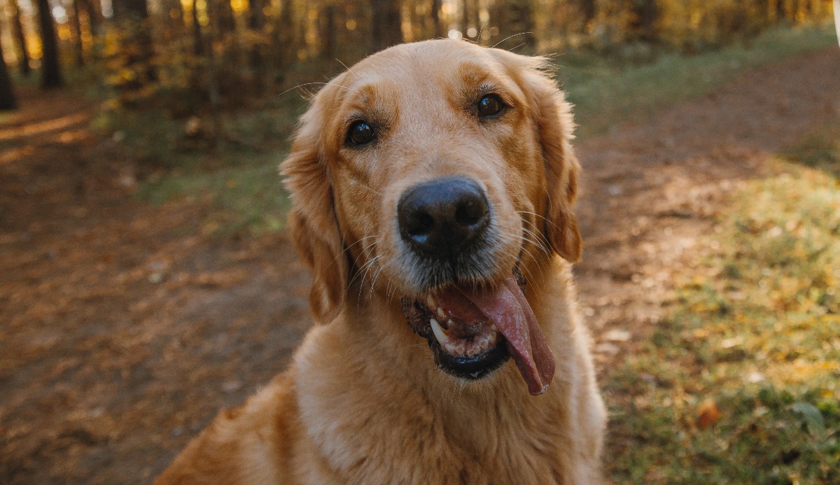 Quiz: Which Golden Ratio Dog Are You? 1 of 6 Matching 6