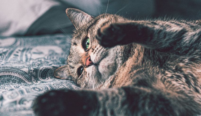 A cat laying on a bed.