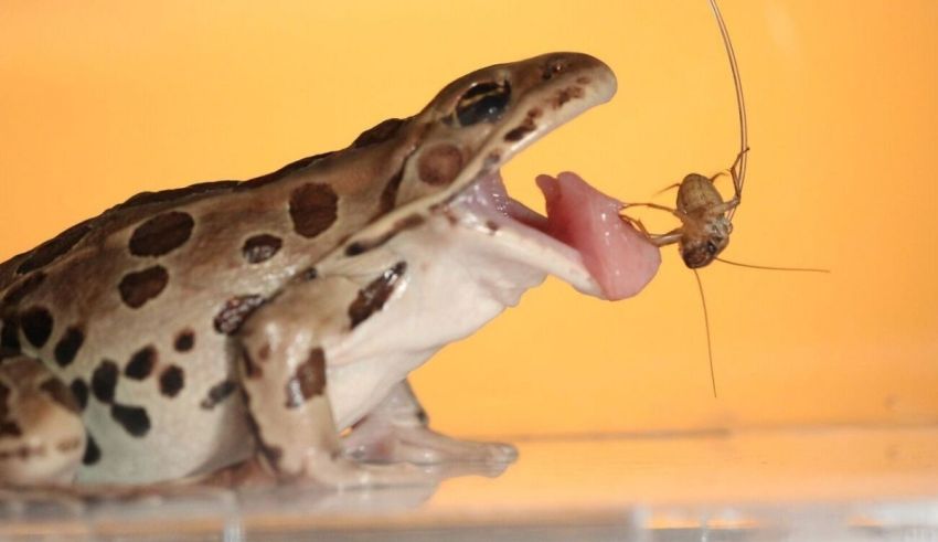 A frog is eating a bug in a glass container.