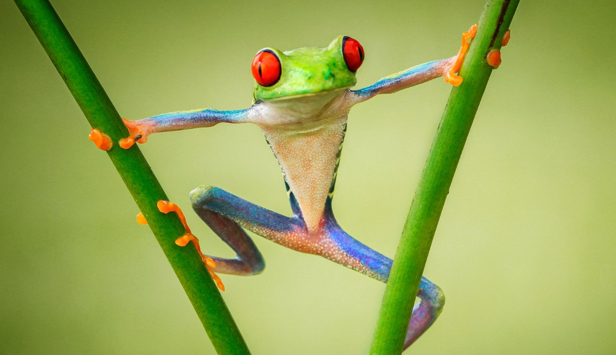 What Frog Are You? 100% Fun Quiz 20