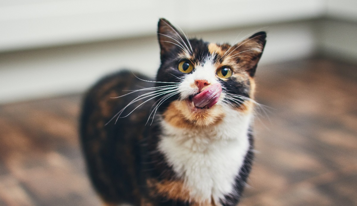 Cat Intelligence Quiz: How Smart Is Your Cat? (20 Signs) 3