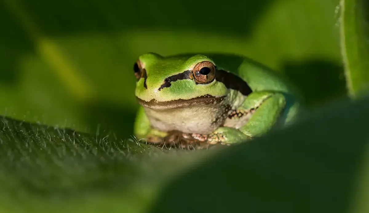 What Frog Are You? 100% Fun Quiz 17
