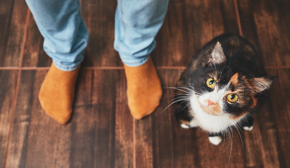 Cat Intelligence Quiz: How Smart Is Your Cat? (20 Signs) 1