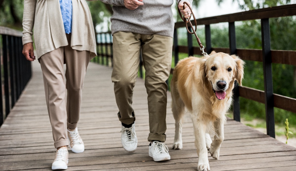 Quiz: Which Golden Ratio Dog Are You? 1 of 6 Matching 18