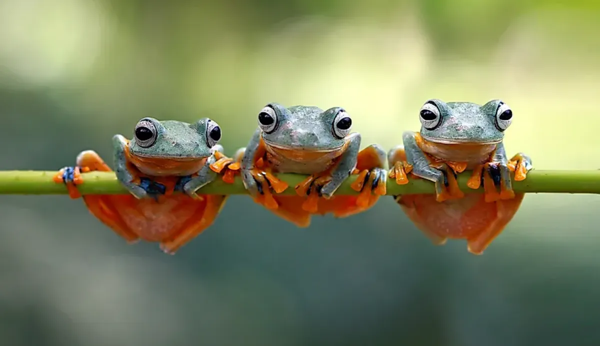 What Frog Are You? 100% Fun Quiz 2