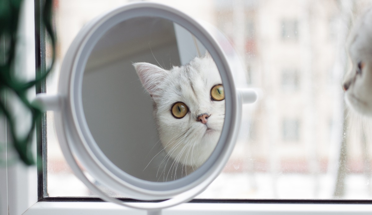 Cat Intelligence Quiz: How Smart Is Your Cat? (20 Signs) 7
