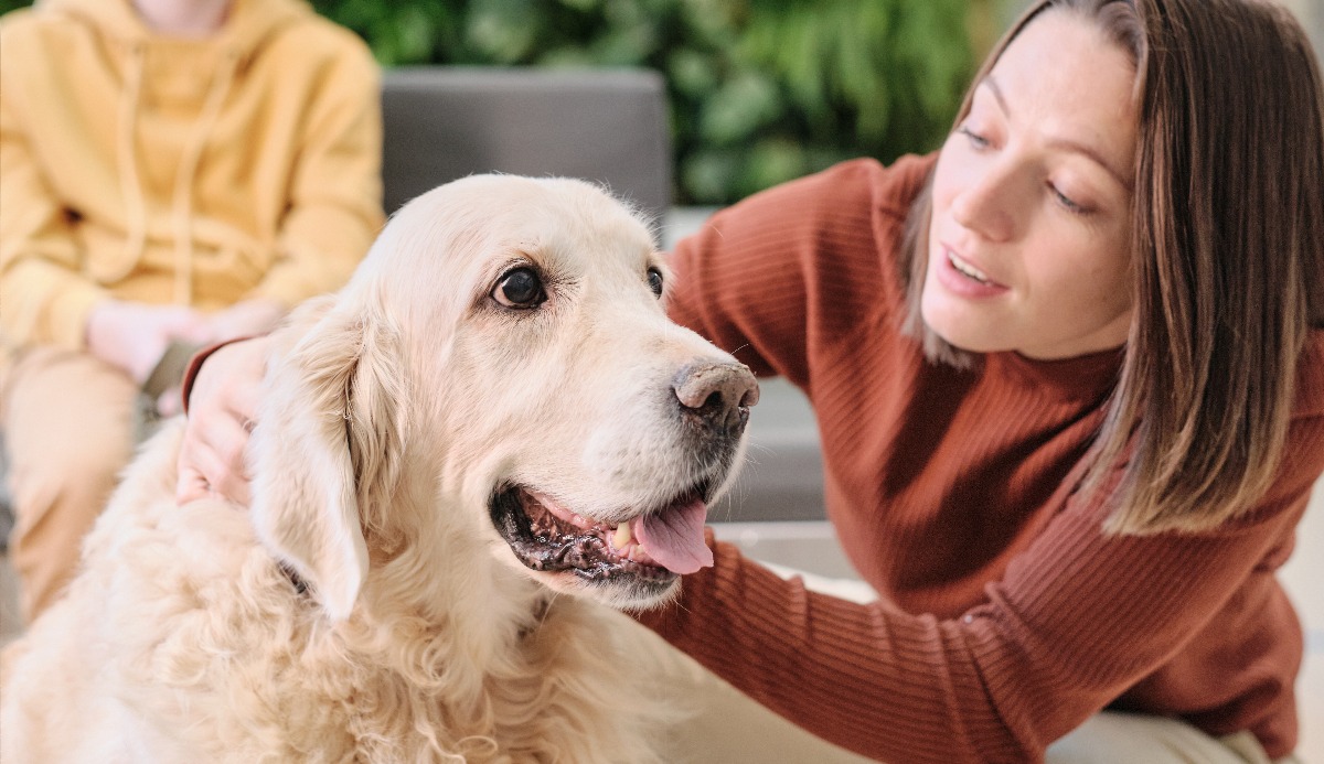 Quiz: Which Golden Ratio Dog Are You? 1 of 6 Matching 9