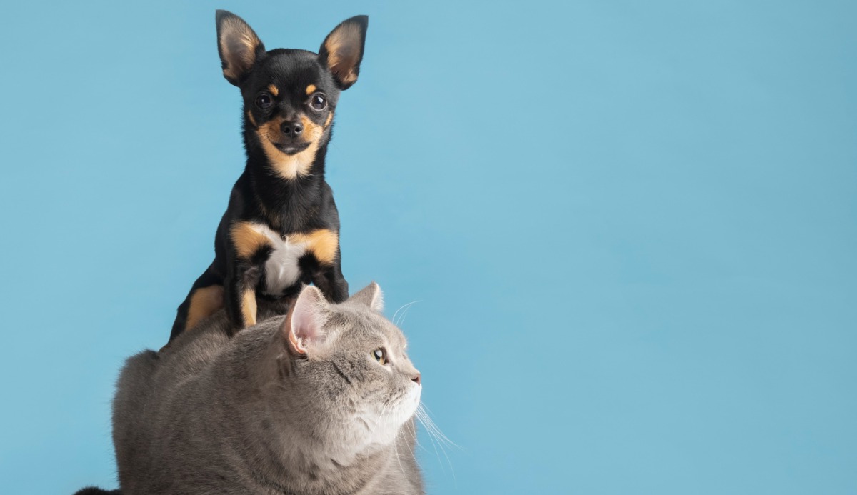 Quiz: Should I Get A Cat Or Dog? Based on 20 Facts 2