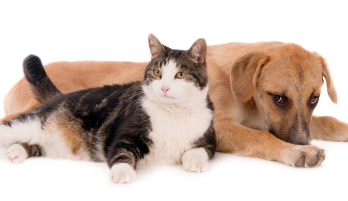 Quiz: Should I Get A Cat Or Dog? Based on 20 Facts 3