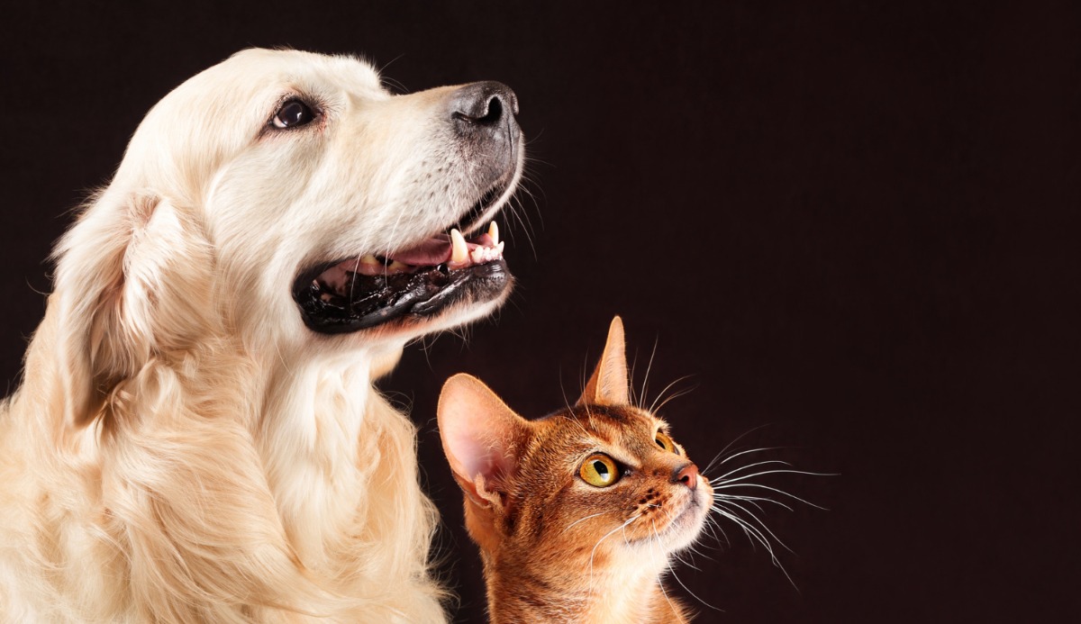 Quiz: Should I Get A Cat Or Dog? Based on 20 Facts 5