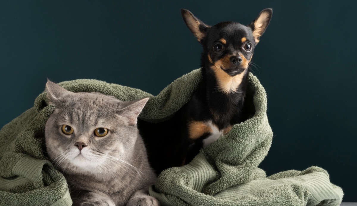Quiz: Should I Get A Cat Or Dog? Based on 20 Facts 8
